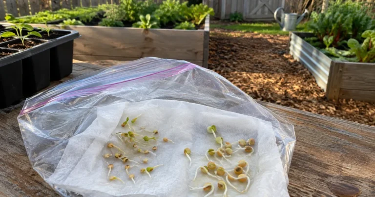 How to Germinate Seeds: Temperatures, Light and Viability Tests