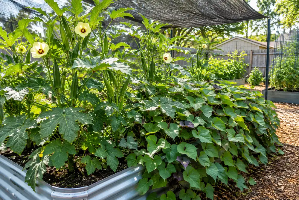 Heat-tolerant okra and sweet potatoes in a zone 9 summer vegetable garden